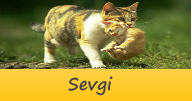 sevgi